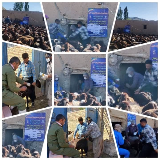 برگزاری اردوی جهاد دامپزشکی بمناسبت گرامیداشت شهدای خدمت در شهرستان ماهنشان